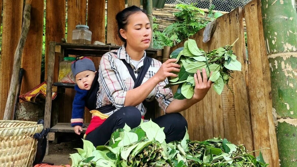 Harvesting wild vegetables to sell at the market - Vegetable gardening, single mother
