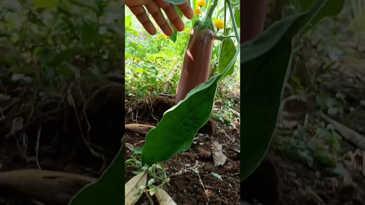fresh and tasty brinjal in my kitchen garden #shorts fresh and tasty brinjal in my kitchen garden #shorts
