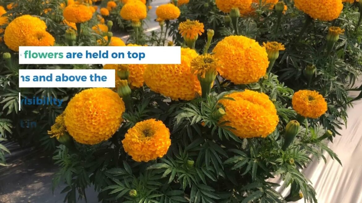 All-America Selections Flowers & Vegetables: Marigold Siam Gold F1 Marigold Siam Gold F1