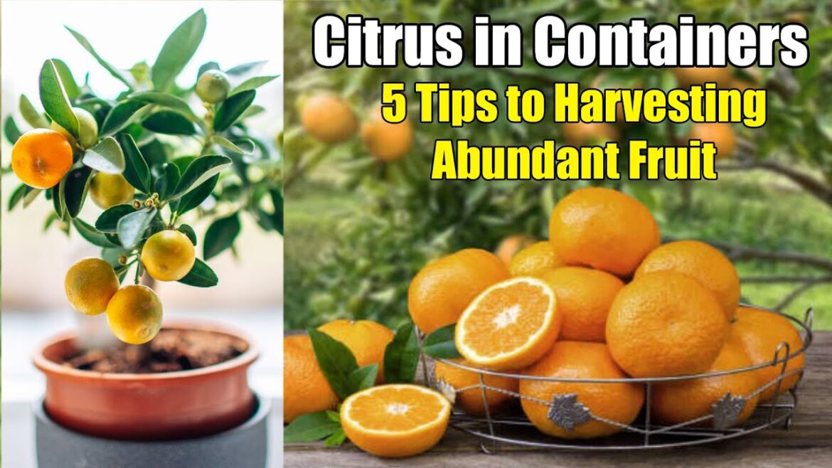 Citrus in Containers: 5 Tips to Harvesting Abundant Fruit Citrus in Containers: 5 Tips to Harvesting Abundant Fruit