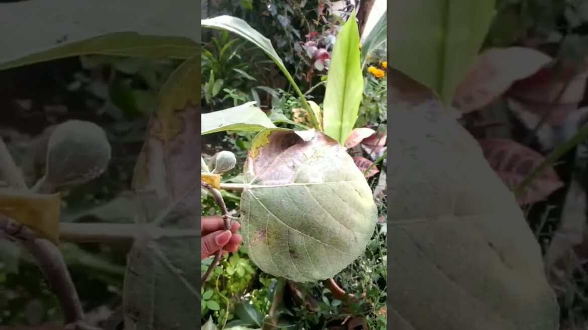 anjeer plant|anjeer dry fruit|fig |how to identify fig plant#shorts#fruit  #garden #ediblegardening