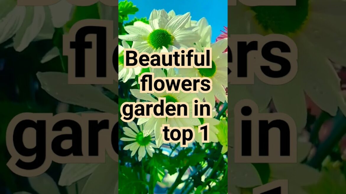 Beautiful flowers garden in the morning ☀️ #flowers #garden #gardening #shorts #shortsfeed Beautiful flowers garden in the morning ☀️ #flowers #garden #gardening #shorts #shortsfeed