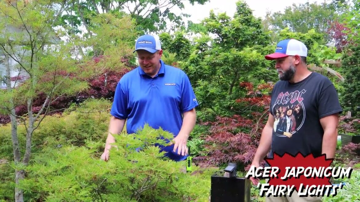 Clip It Up ~ Acer japonicum 'Fairy lights'
