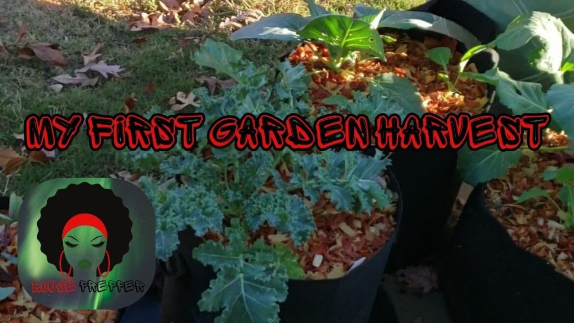 MY FIRST GARDEN HARVEST 🌱🍂 #growyourownfood #smallgarden #containergardening