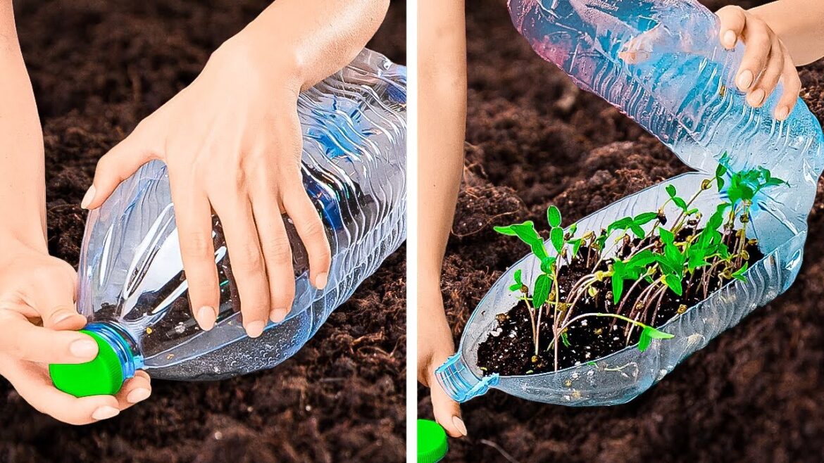 Easy Winter Gardening! Planting Tips and Techniques Easy Winter Gardening! Planting Tips and Techniques