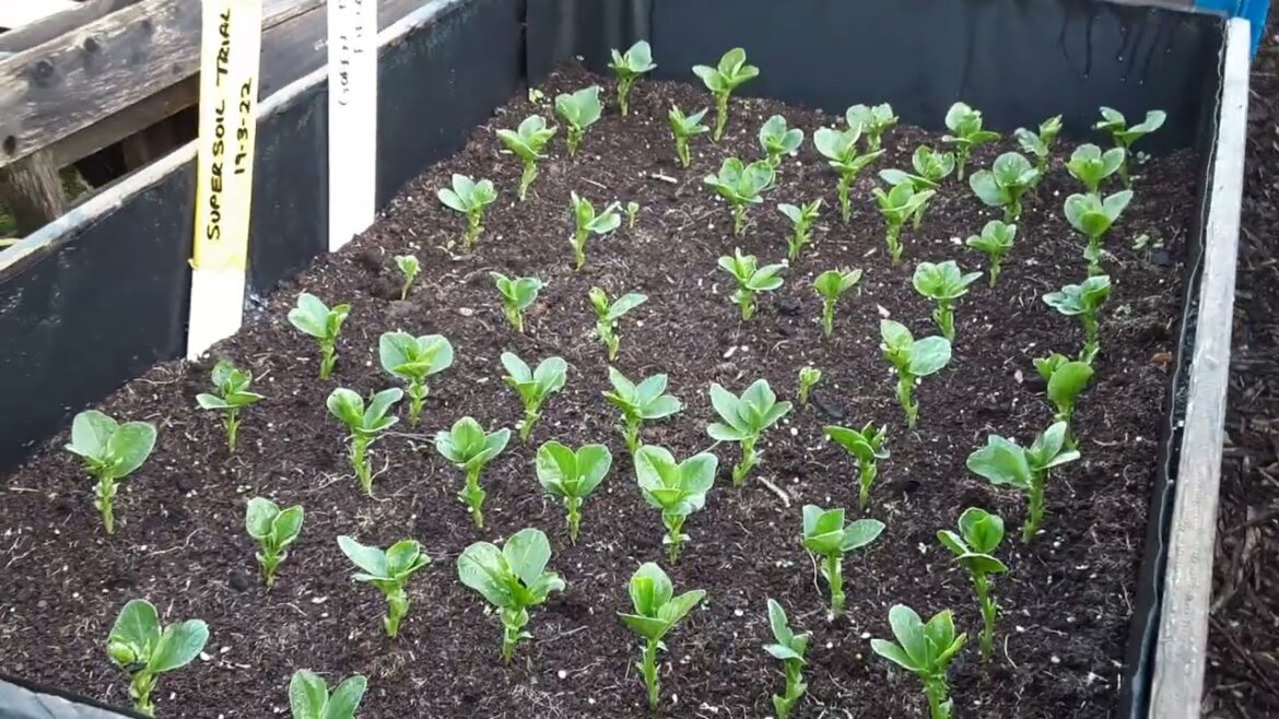 National No Dig Day #nodigday #nodig Allotment Gardening On A Budget @CharlesDowding1nodig