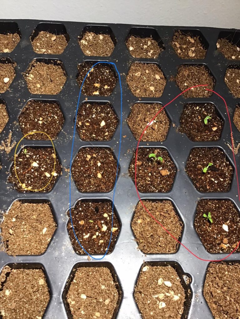 Yellow and black raspberry seeds have been planted