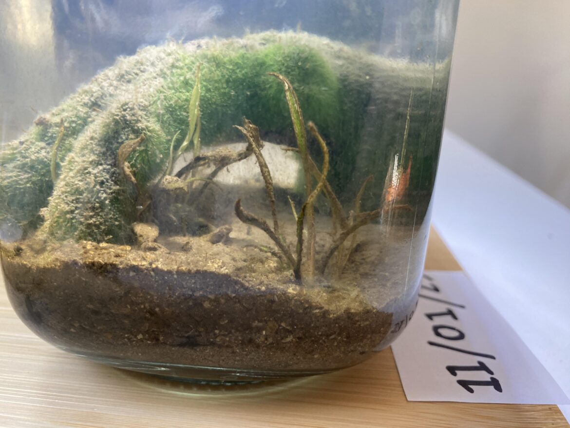How come my plants aren’t growing? How come my plants aren’t growing?