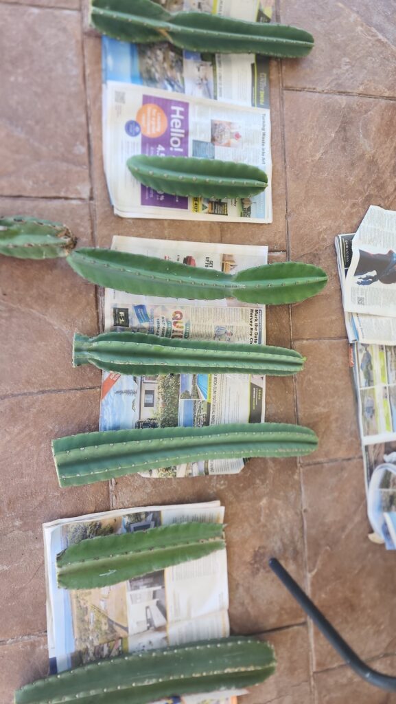 I plan to use this cactus as graft stock.First what is it?Second is it good stock?