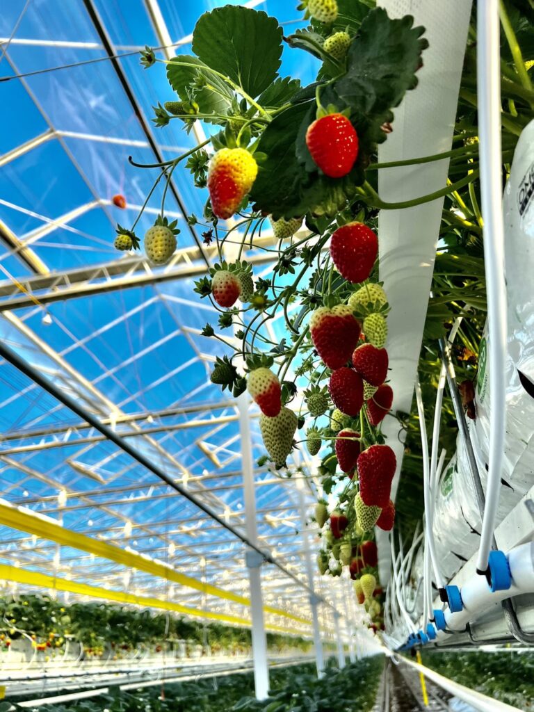 Greenhouse berries