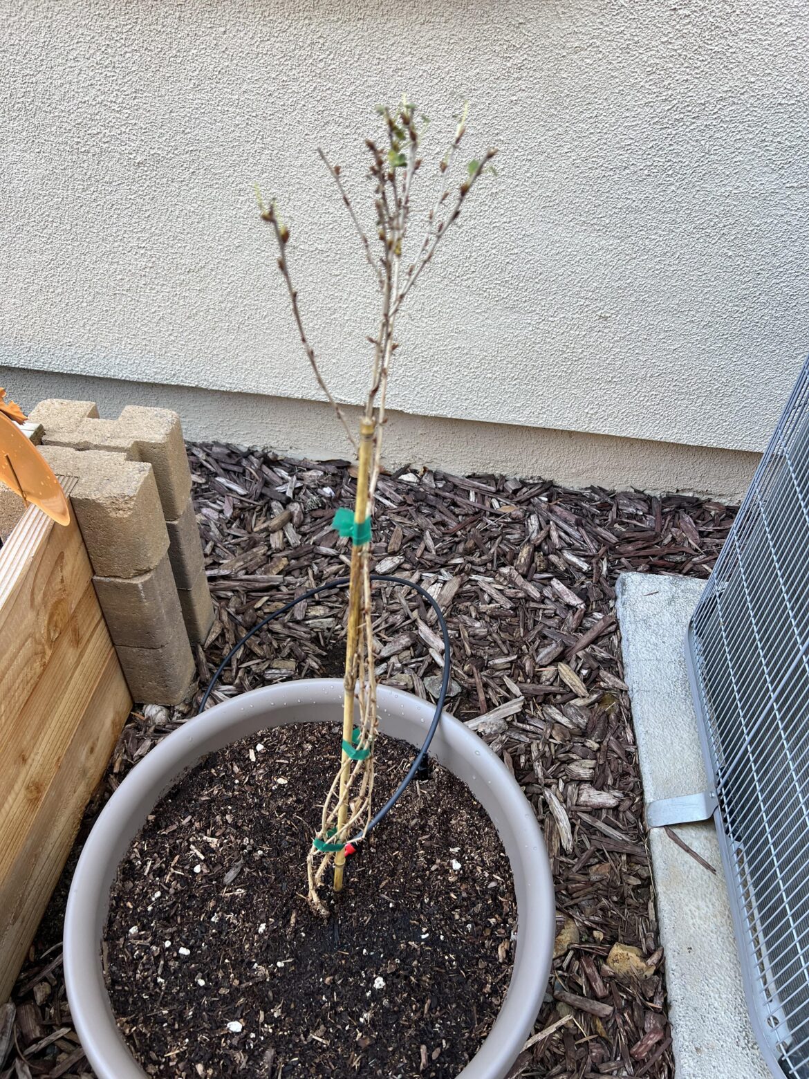 First gooseberry bush – question First gooseberry bush - question