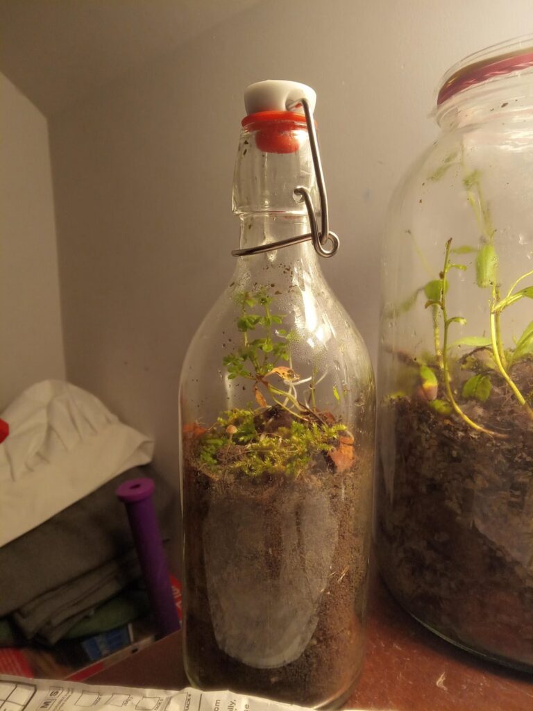 My First Bottled Ecosphere