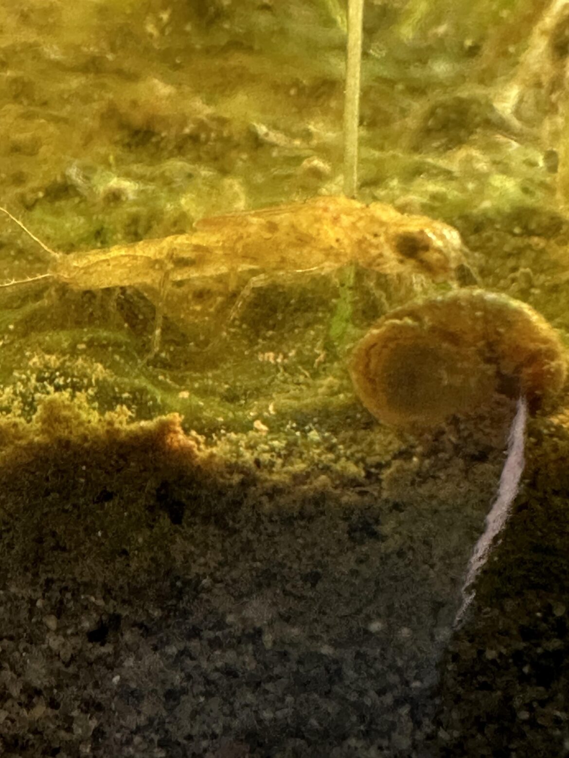 All my scuds are gone, did this guy eat them all?