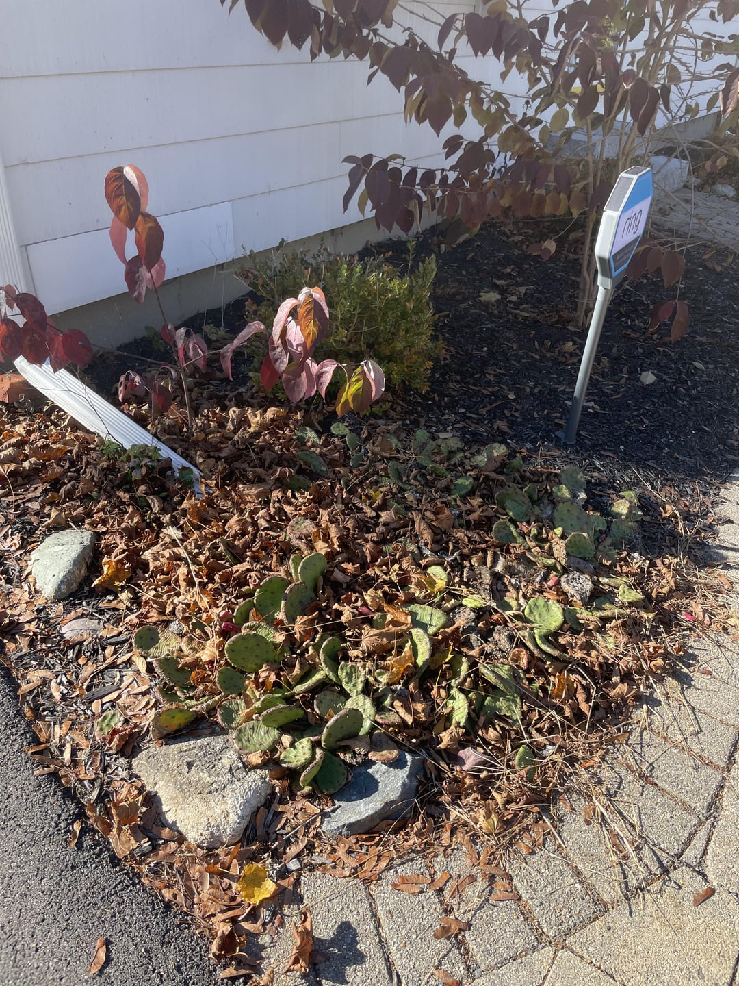 Best way to get leaves out without destroying plants/bushes and