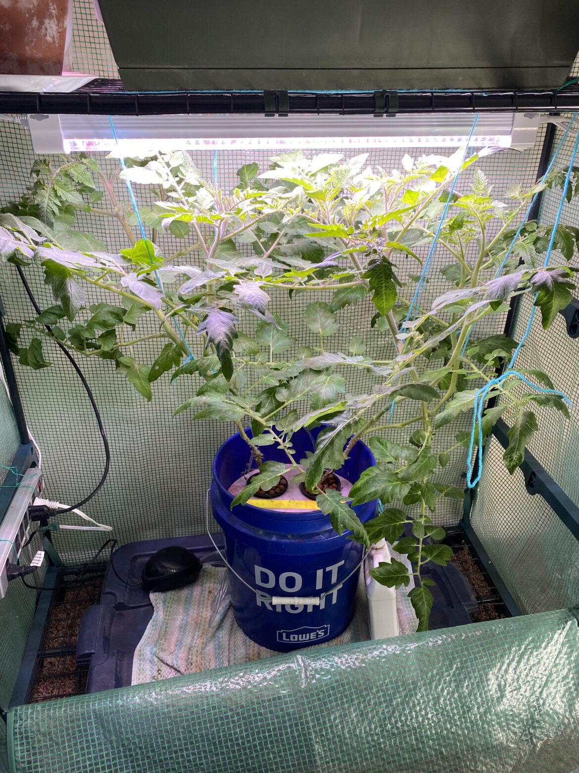 Inside greenhouse and hydroponic tomatoes.