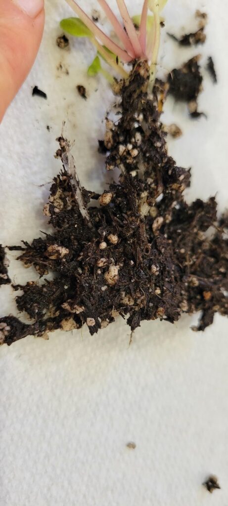 What are these translucent things in my propagation? What are these translucent things in my propagation?