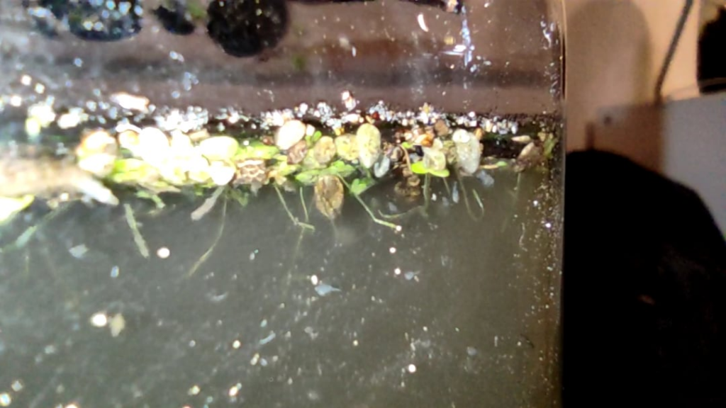 Help me identify this worm like creature