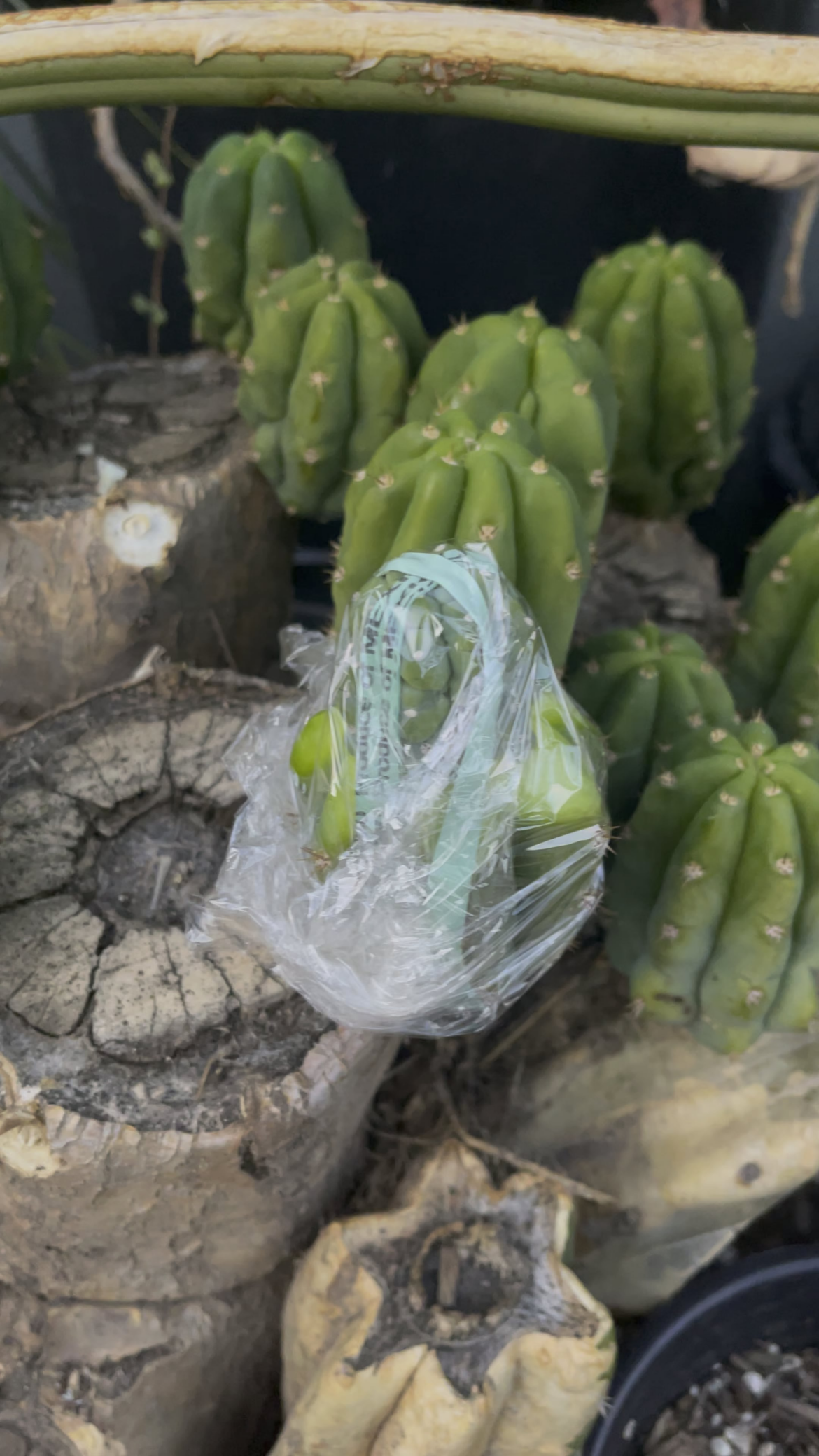 Myrtillo graft failures