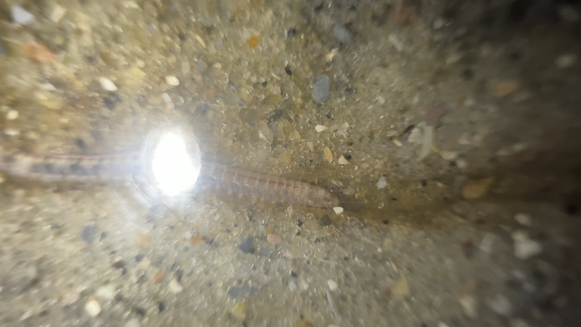 Polychaete worm in a 5 month old Seacosphere
