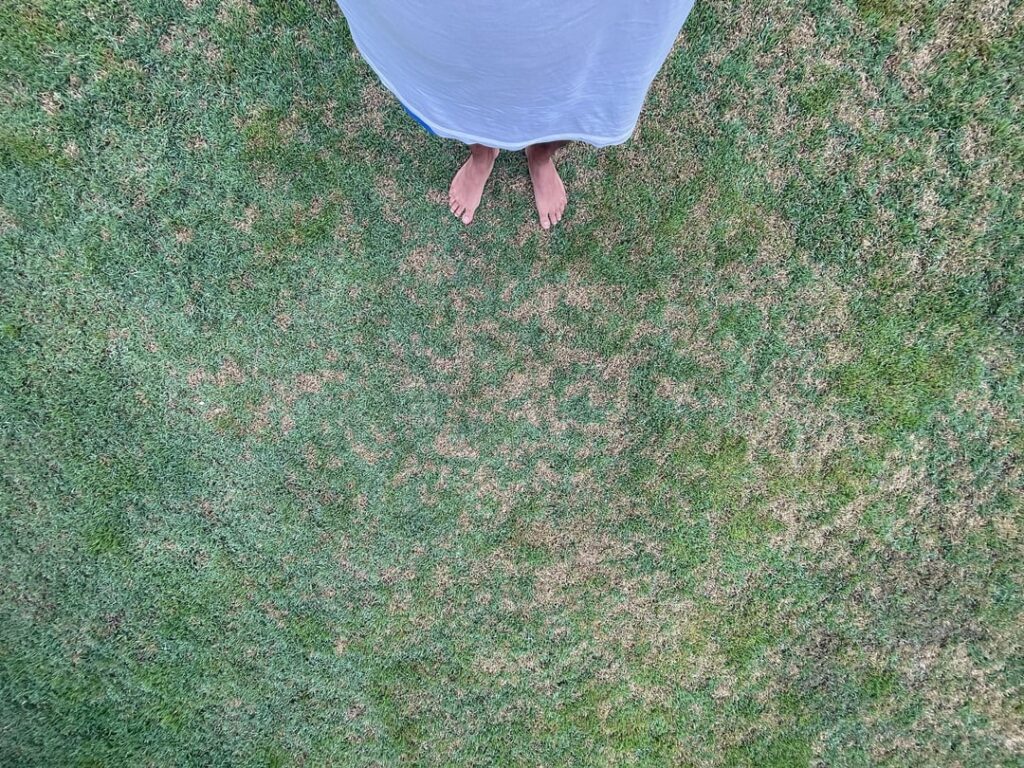 What are these brown patches?