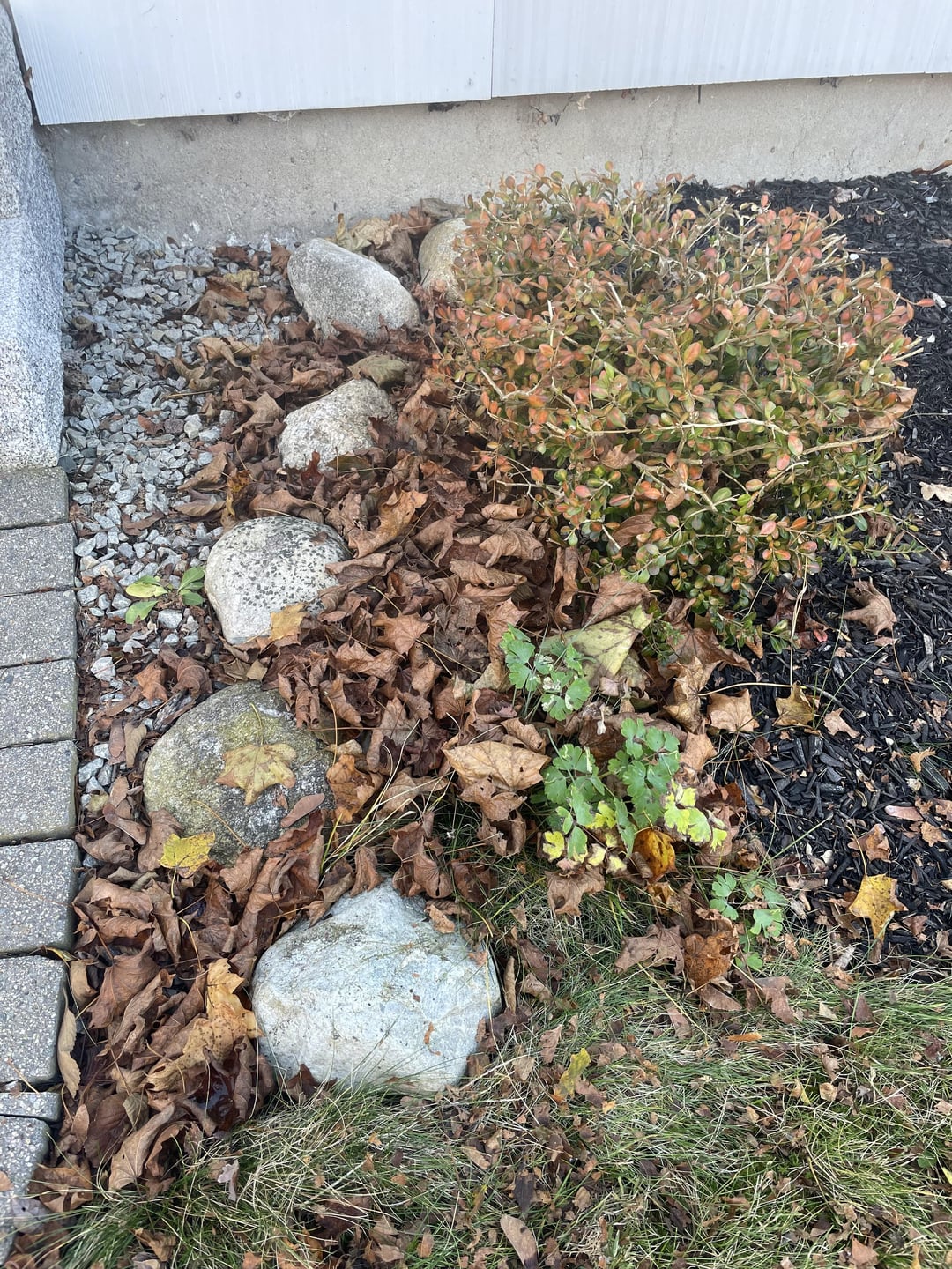 Best way to get leaves out without destroying plants/bushes and