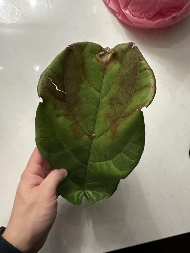 My fiddle leaf fig dropped a leaf