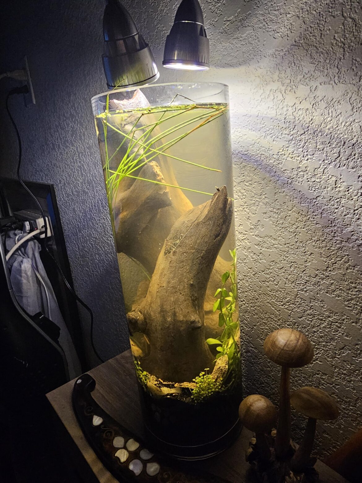 What could live in here?