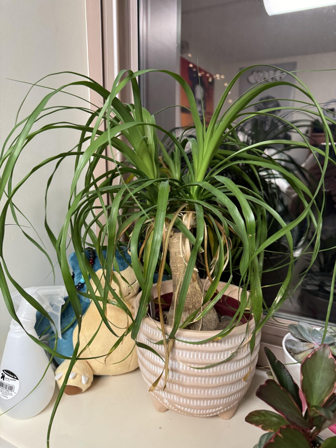 Why did my ponytail palm leaves suddenly turn brown