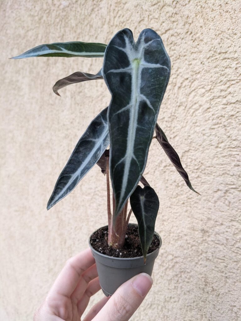 ID please? Thanks.