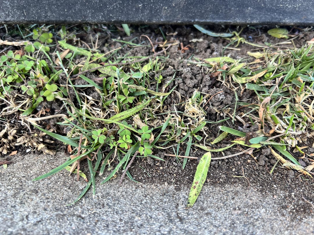 What’s causing spongy lawn and little dirt pellets? All For Gardening