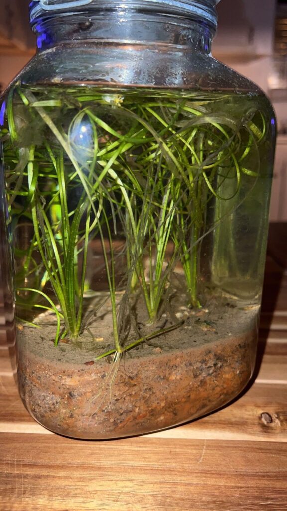 My 1 and a half year old ecosphere