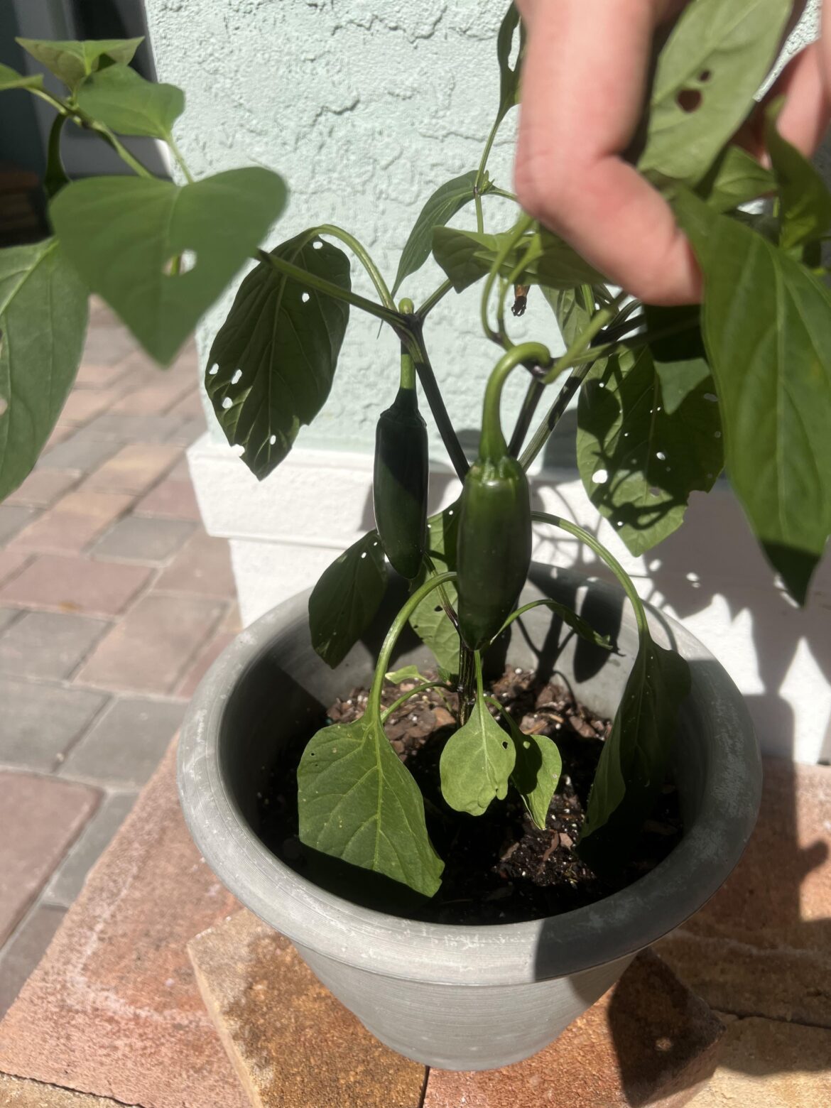 Are these ready to pick?