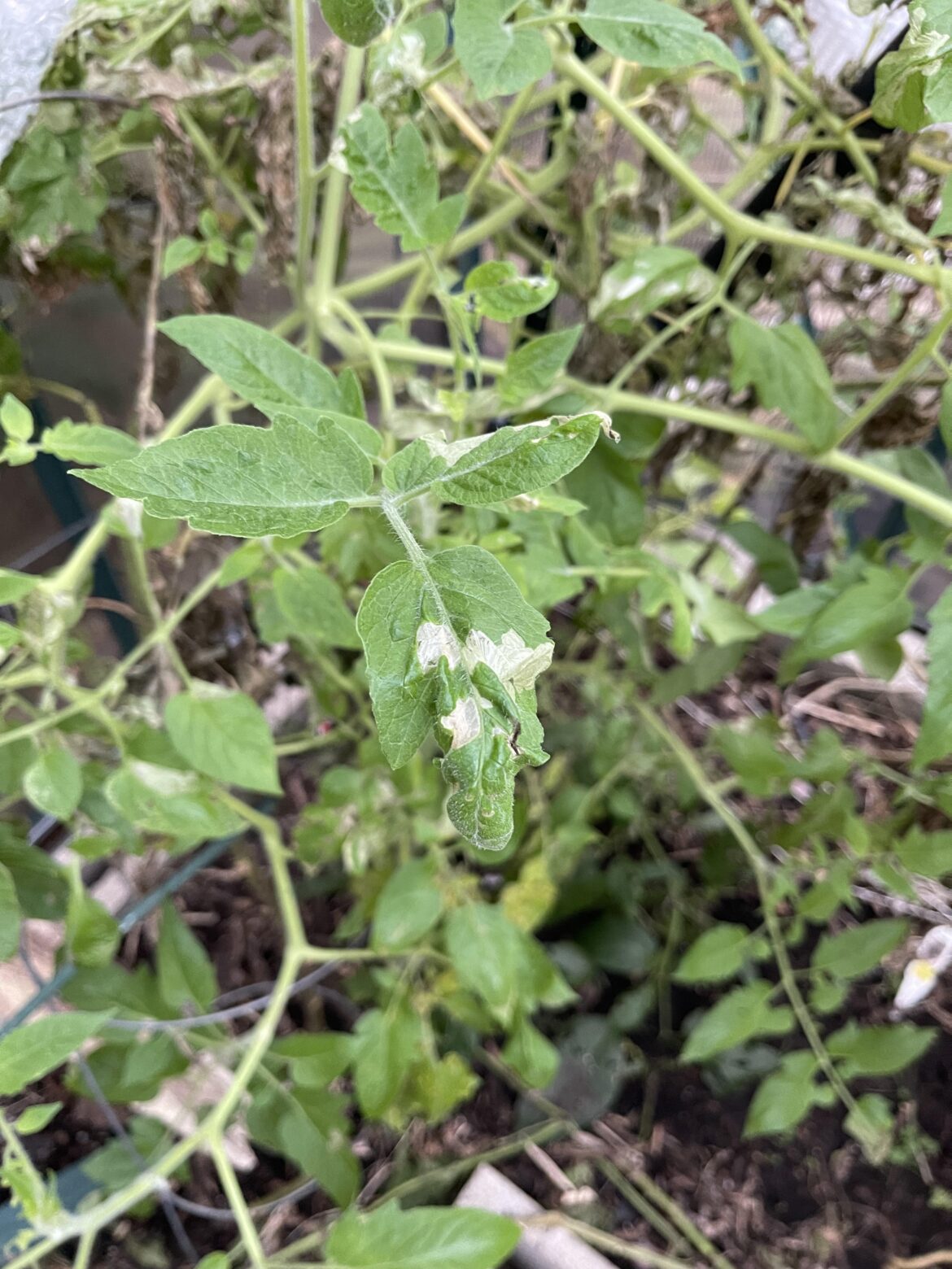 Greenhouse Tomato’s