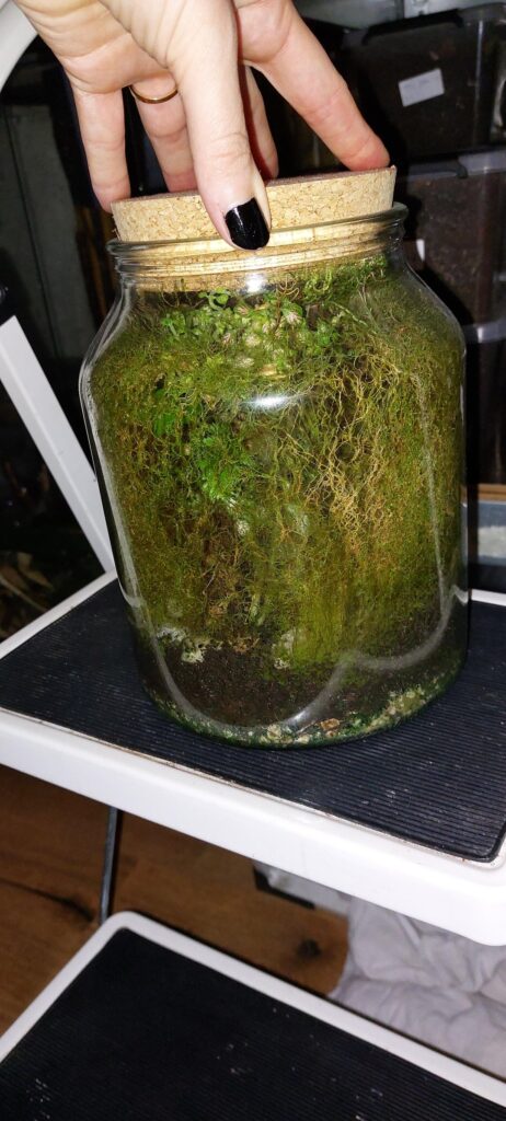 My 5-year-old closed terrarium