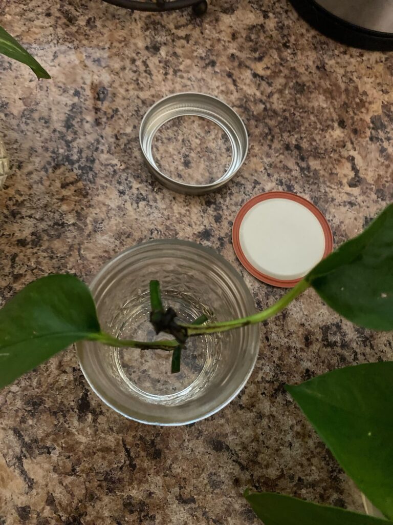First time propagating Pothos! Need advice!