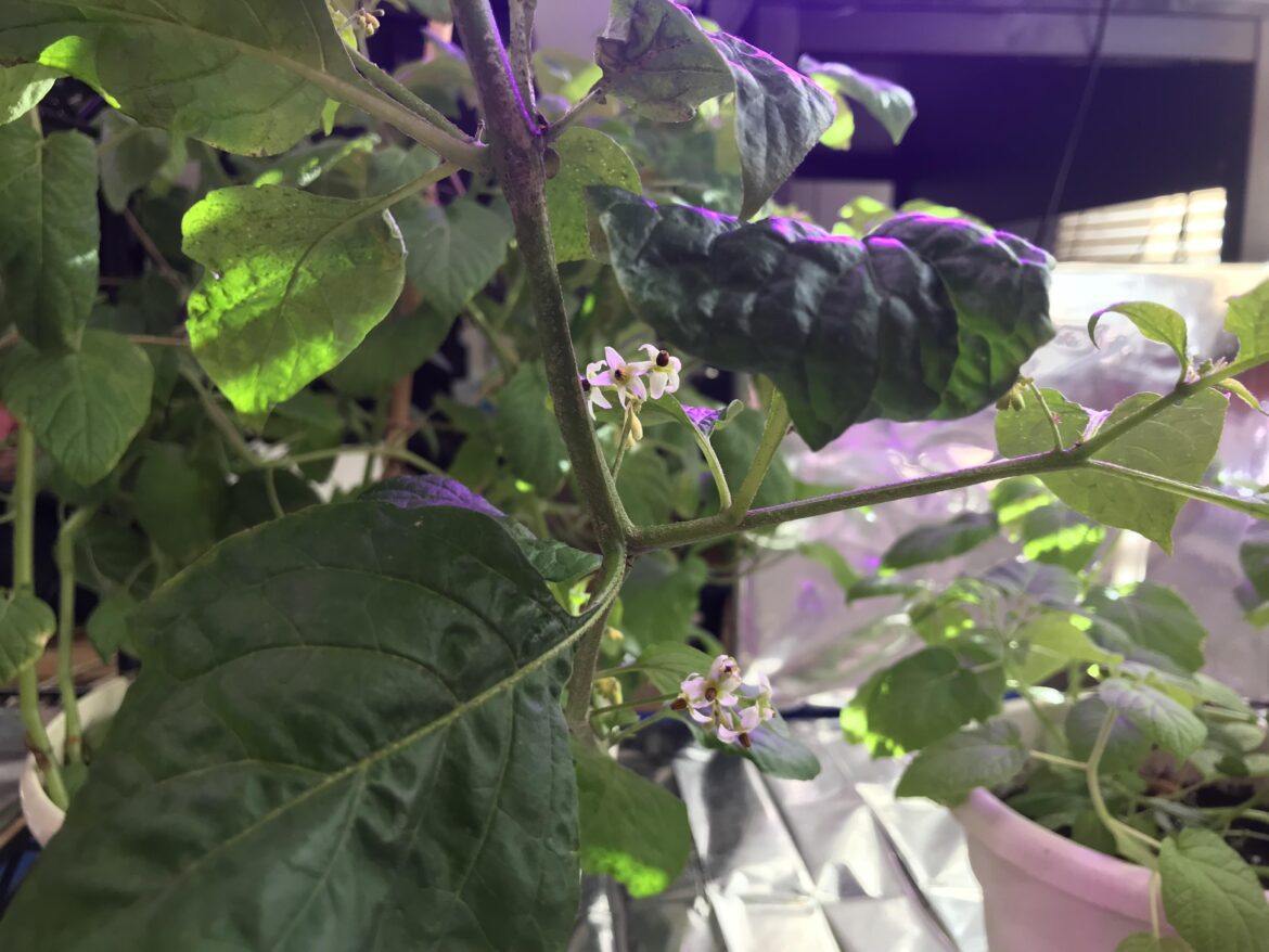 My indoor solanum melanocerasum (garden huckleberry) is flowering!!!