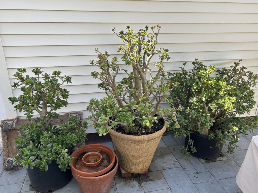 Help! Keeping pop up greenhouse warm in winter
