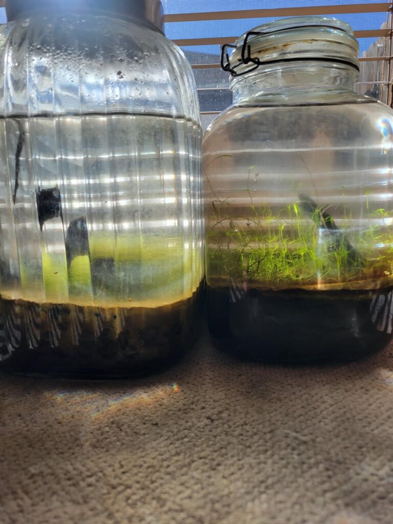 Help! 6 year old ecospheres never opened. Other one just passed away a couple weeks ago, but how can I take care of these better? Like additives of nutrients and such to keep them alive longer.