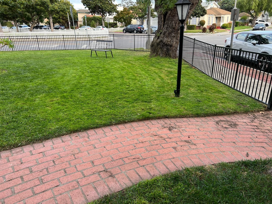 What’s causing spongy lawn and little dirt pellets? All For Gardening