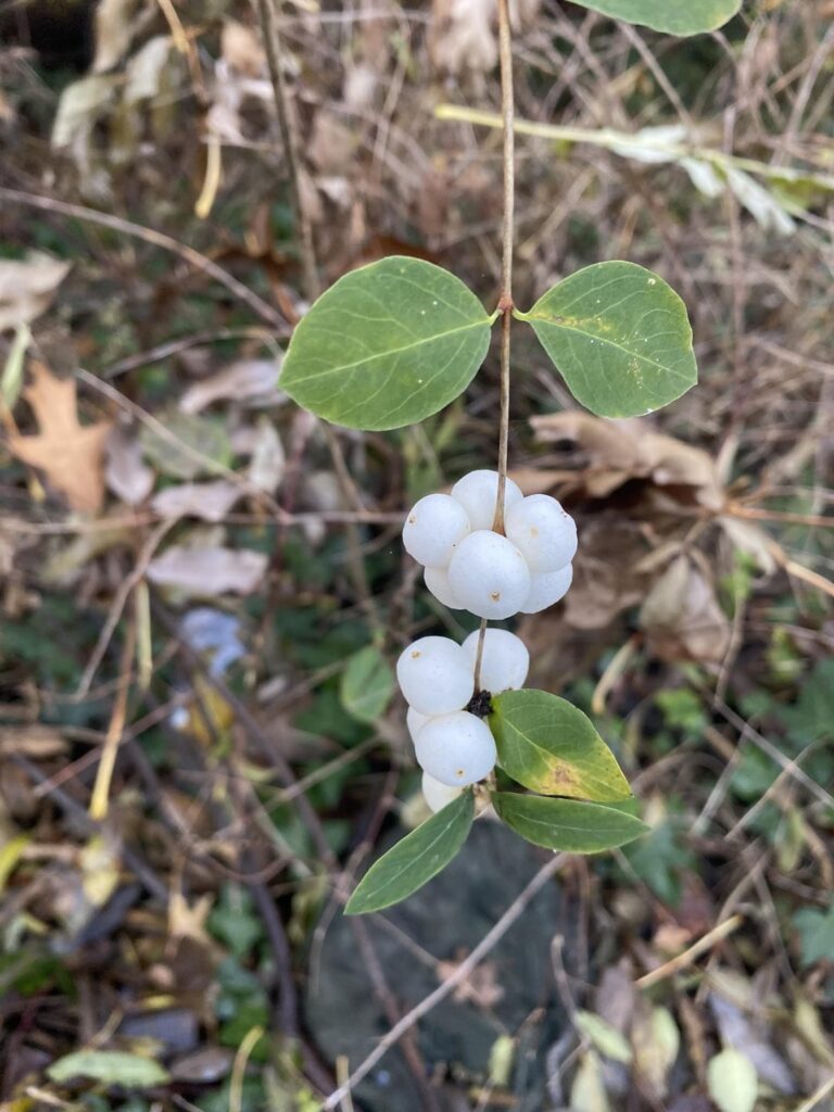 What are these?