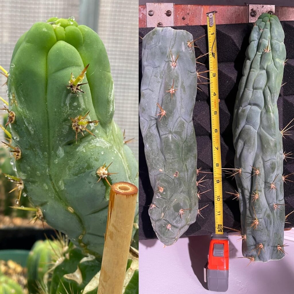 2 feet in less then 6 months. Picture on left was taken June first, and picture on right is today. I had to do an emergency propagation because the rootstock started to rot. Time for roots. Cv Bruce’s Dragon~ grafted to Grandi