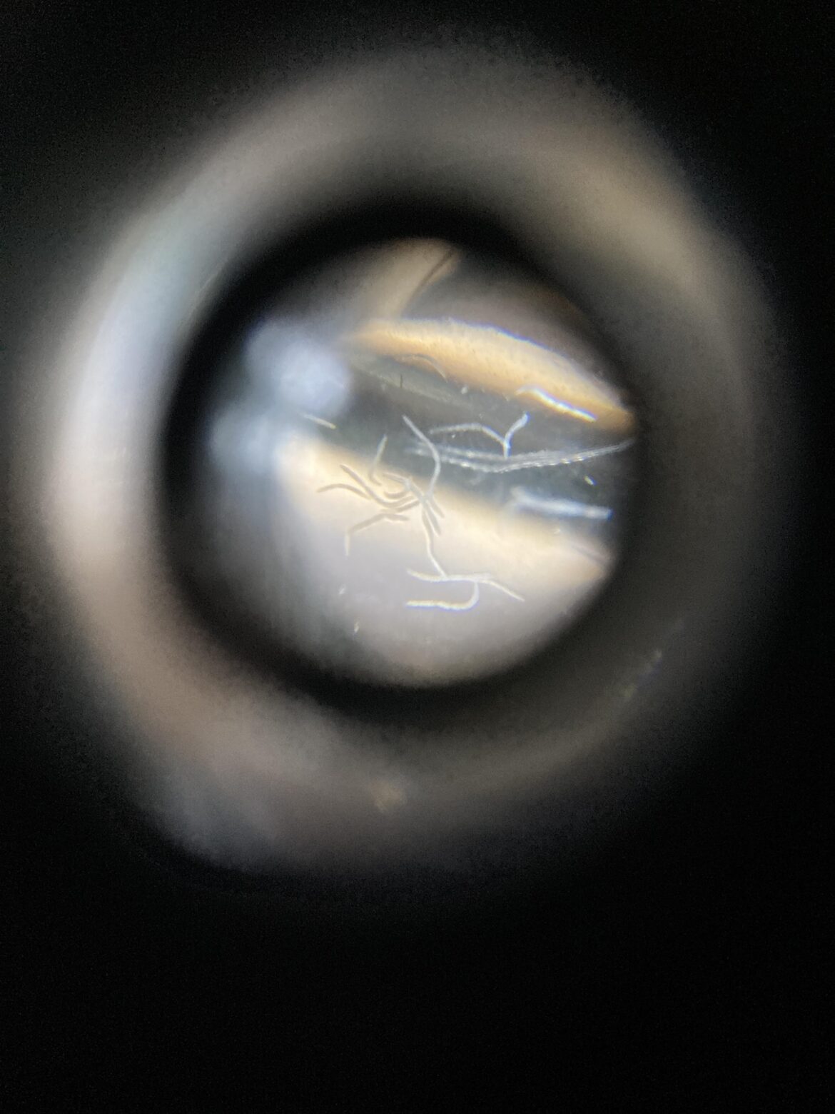 What are these guys? They’ve been multiplying pretty quickly in a jar I have