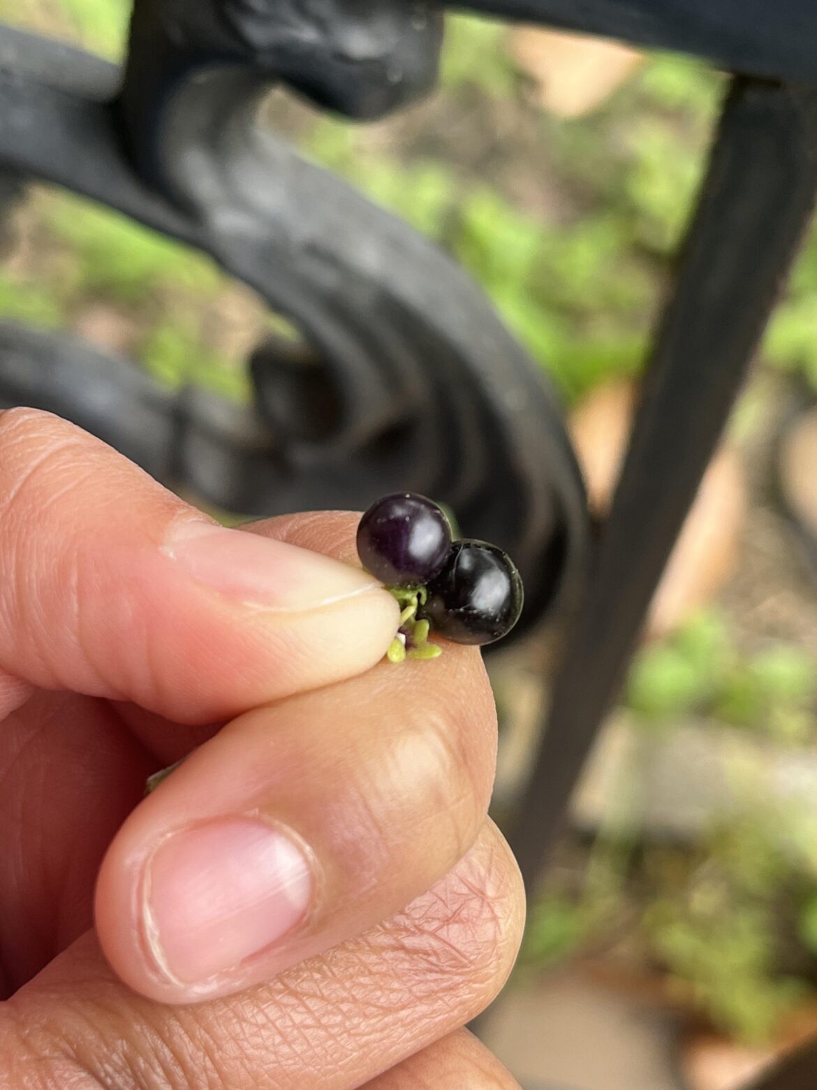 Found these outside I ended up crushing them what are they can humans eat this
