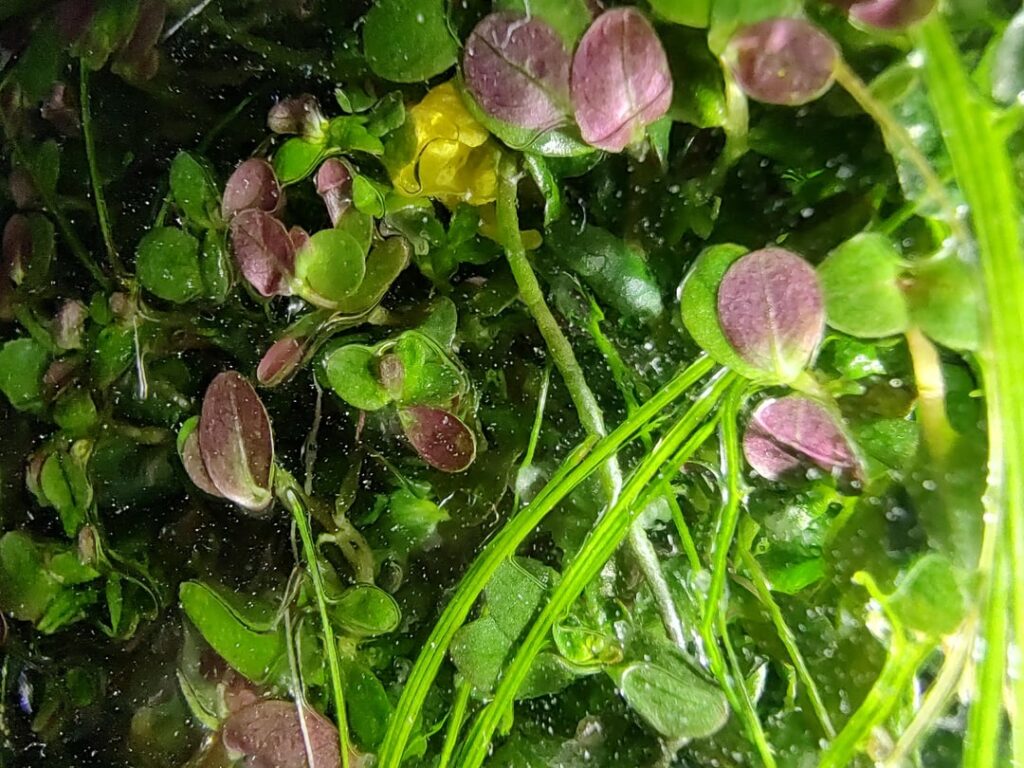 My humped bladderwort BLOOMED! 😃