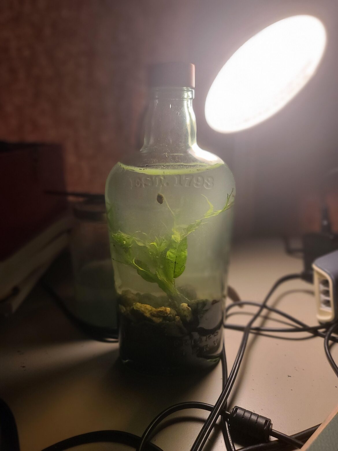 0 cost pond in a Gin bottle with bonus hitch hiker 0 cost pond in a Gin bottle with bonus hitch hiker