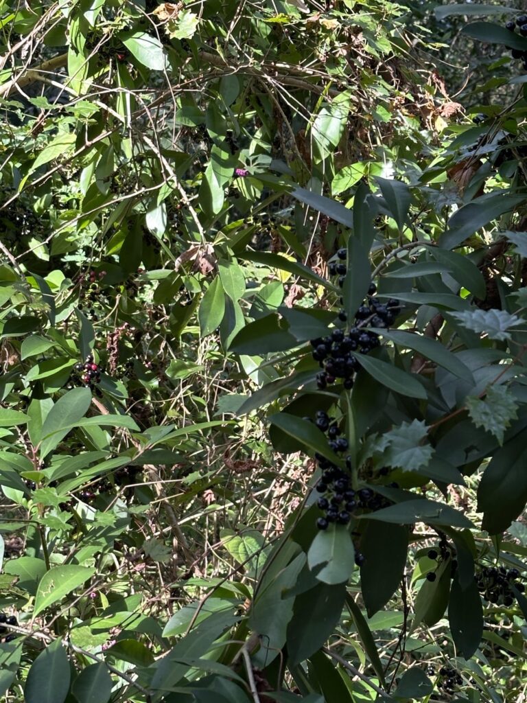 Berry ID?