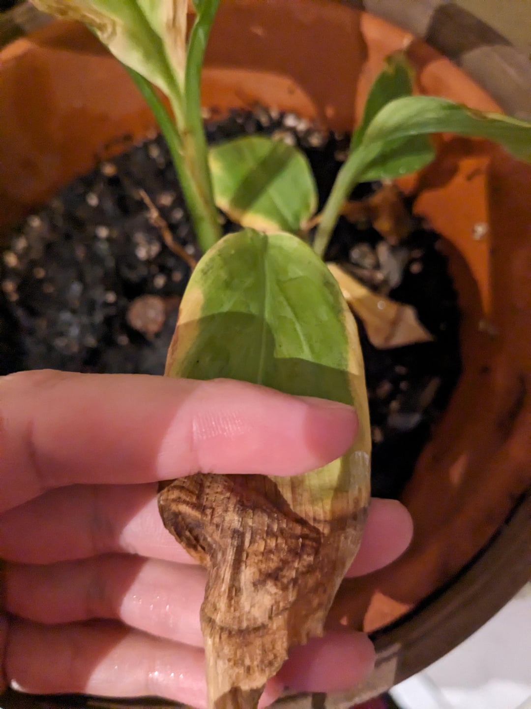Issues with My Turmeric Plants Leaves Turning Yellow and Stunted