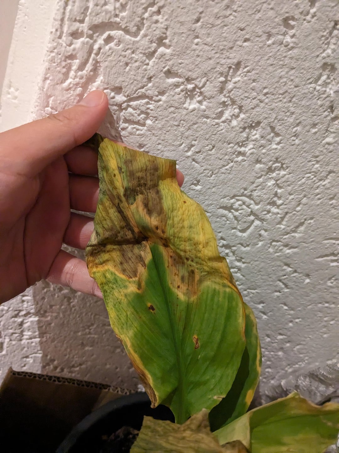 Issues with My Turmeric Plants Leaves Turning Yellow and Stunted