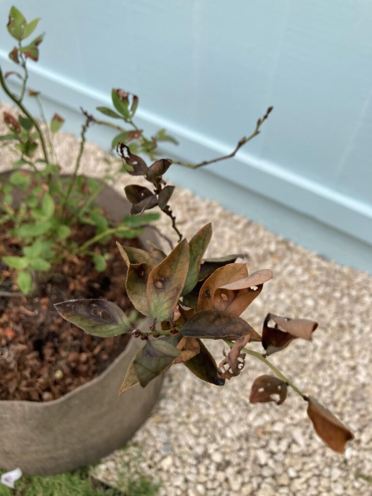 Can someone help ID what’s affecting my blueberries? Is this fertilizer burn?
