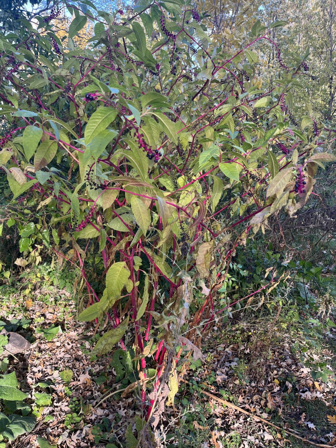 Very new to this. Is this Pokeweed?